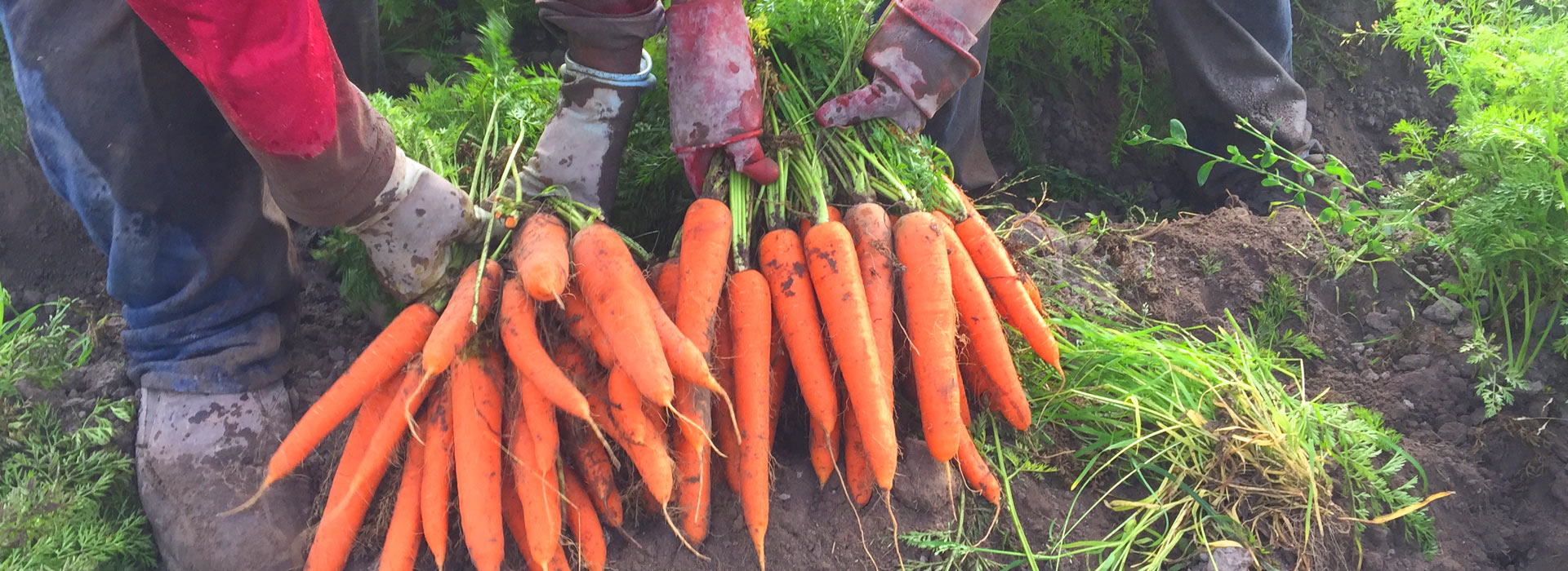 Cuidamos cada detalle en nuestros cultivos evitando pesticidas