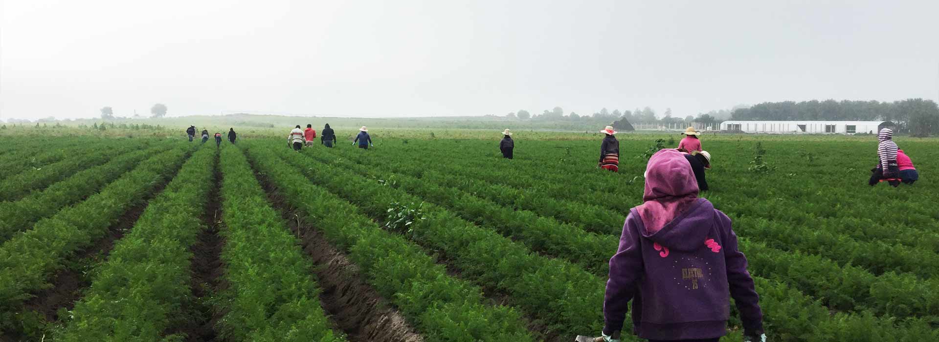 Porque todo comienza <br>en el campo.